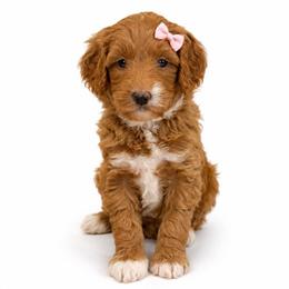 Josie Joy - Red  female Goldendoodle puppy in Valdosta, Georgia from Designer Doodles of South GA