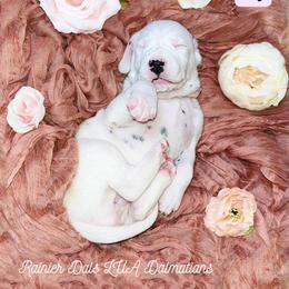 Dalmatian Puppies from Rainier DALS LUA Dalmatians of Washington