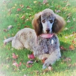 Nettie - Poodle