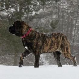 Mastiffs from Sonnenblume’s Mastiffs