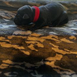 Red - Black male Labrador Retriever puppy in Lawton, Michigan from DuckAlly Kennel