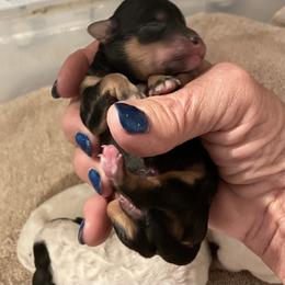 Poodle Puppies from Paradise Poodles
