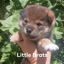 My stud has some coming in Aug - Sesame female Shiba Inu puppy in Colorado Springs, Colorado from Little Brats