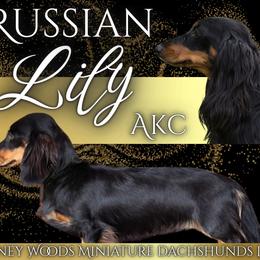 Lily (LITTL FUT RUSSIAN) - Dachshund