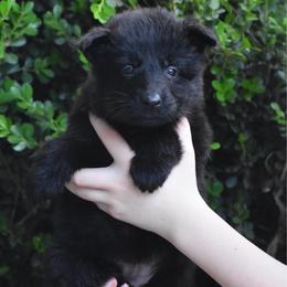Pink collar Black female - Black female German Shepherd puppy in Marianna, Florida from Haus M Godwin