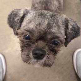Perseph - Shih Tzu