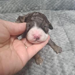 Rudy - Tri-color male Bernedoodle puppy in Lafayette, Alabama from Williams Lake Doodles