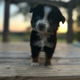 Danielle - Black tri female Miniature Australian Shepherd puppy in Doddridge, Arkansas from Huddleston Farm