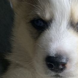 Siberian Huskies from Debra's Siberian Husky's