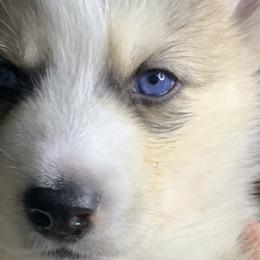 Siberian Huskies from Debra's Siberian Husky's