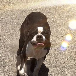 Gizmo - Boston Terrier