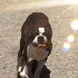 Gizmo - Boston Terrier