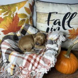 Black collar - Golden male Golden Retriever puppy in Monroe, Tennessee from Golden Girls Furever Friends