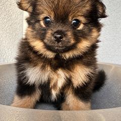 Pip - Black and tan parti male Pomeranian puppy in Costa Mesa, California from Wheresmil0