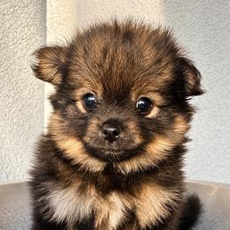 Pip - Black and tan parti male Pomeranian puppy in Costa Mesa, California from Wheresmil0