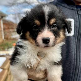 Pink collar Girl Holly - Black and tan female Pembroke Welsh Corgi puppy in Paris, Kentucky from Flat Run Corgis