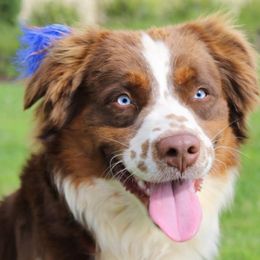 Australian Shepherds and Miniature Australian Shepherds from Skiba Aussies