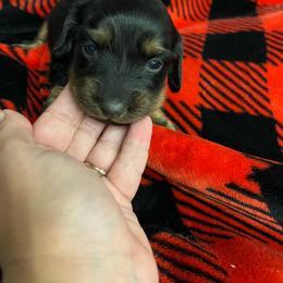Girl 3 - Black female Dachshund puppy in Garfiled, Arkansas from Iron Bear Livestock & Dachshunds
