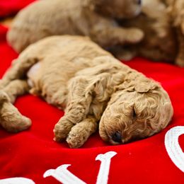 Goldendoodle Puppies from Hygge & Hound by McKenzie