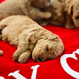 Goldendoodle Puppies from Hygge & Hound by McKenzie