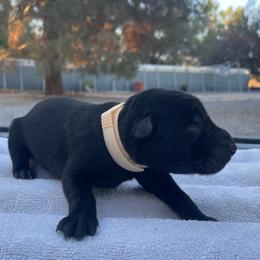 Chenin (Peach) - Black female German Shepherd puppy in Pahrump, Nevada from Wachhund Kennels