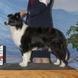 Border Collies from R&Rs Border Collies