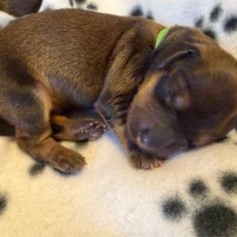 Green Collar Male - Cream male Dachshund puppy in Madison, Indiana from Jensen Dobermans and Dachshunds