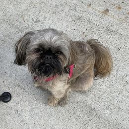 Rimi - Shih Tzu