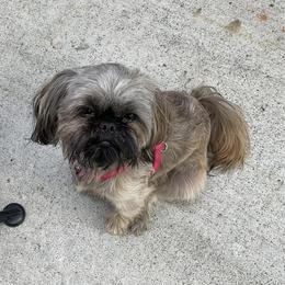 Rimi - Shih Tzu