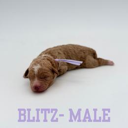 Blitz - Apricot male Aussiedoodle puppy in West Monroe, Louisiana from Diamond M Poodles and Doodles