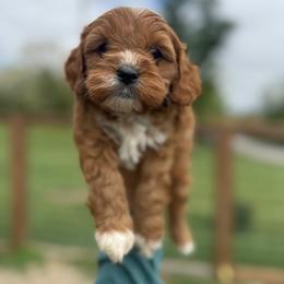 Jamie - Blenheim male Cavapoo puppy in Fayette County, Ohio from Happy Tails