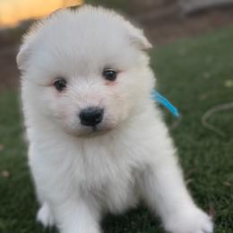 Teal - White female Samoyed puppy in Paulden, Arizona from Carefree Samoyeds & Deserthills Labradors