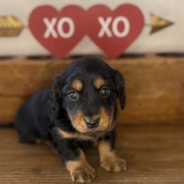 Female 2 - Black and tan female Dachshund puppy in Leon County, Texas from Diamond N the Ruff Dachshunds
