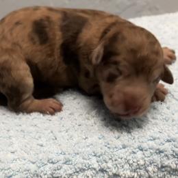 Jessie - Chocolate merle female Bernedoodle puppy in Williston, Florida from Tera Caldwell