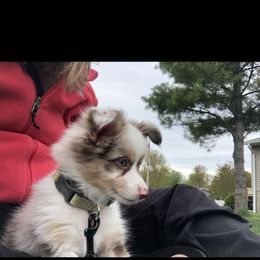 Toy Australian Shepherd Puppies from MN Pomme De Terre Aussies