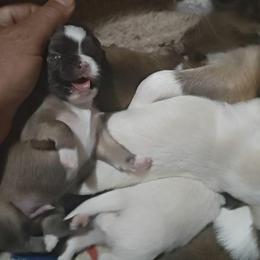 Rizza - Blue and white male Chihuahua puppy in Gray, Louisiana from Chi Chi's Place LLC