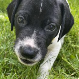 German Shorthaired Pointers from Leslie's GSPs