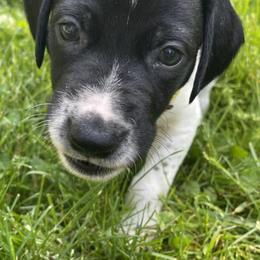 German Shorthaired Pointers from Leslie's GSPs