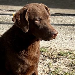 Chesapeake Bay Retrievers, Dachshunds, and Labrador Retrievers from Passport SS Dachshunds