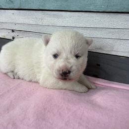Carnival - White female Pomsky puppy in Krum, Texas from Paw-Some Pomskies