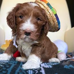 Rico - Red  male Goldendoodle puppy in Pine Grove, California from Lundee Doodles