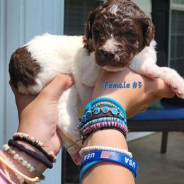 Girl 3 - female Newfypoo puppy in Shelby, Alabama from New Life Family Farm
