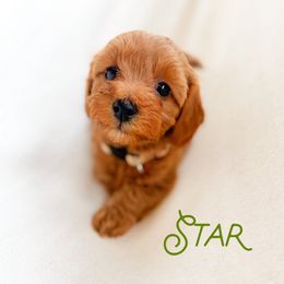 Star - Red  female Goldendoodle puppy in Sacramento, California from Dandy Doodles Goldendoodles