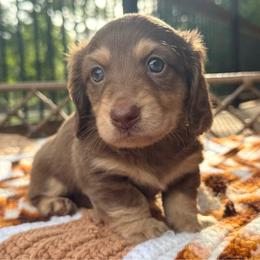 Rio - Chocolate and cream male Dachshund puppy in Duncanville, Alabama from Bear Creek