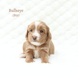 Bullseye - Apricot male Australian Labradoodle puppy in Hurricane, Utah from Red Desert Doodles