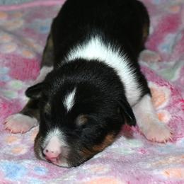 Black tri Male, 5 - Tri-color male Basenji puppy in Eugene, Oregon from Basenji Puppies