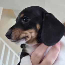 Rosie's black and tan piebald smooth boy - Black and tan male Dachshund puppy in Declo, Idaho from Dozendachs