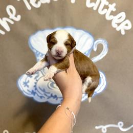 Girl 1 - Yellow and white female Bernedoodle puppy in Bountiful, Utah from EasyBreezyDoodles