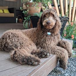 Captain - Chocolate male Labradoodle puppy in Grants Pass, Oregon from Oregon Valley Doodles