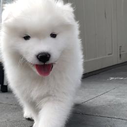 Samoyed Puppies from ArticCross Samoyeds-Florida